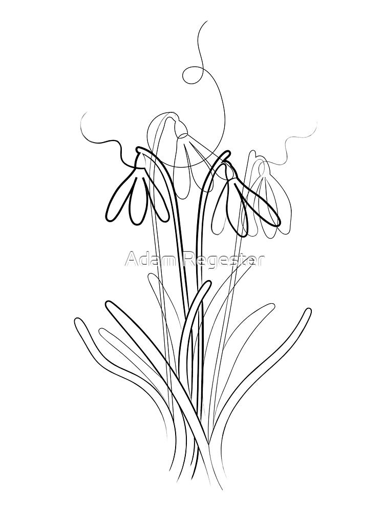 Snowdrop Flower Line Drawing by Adam Regester