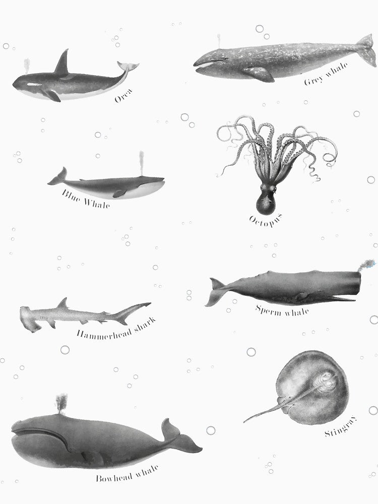 Marine life by ELSARIBO