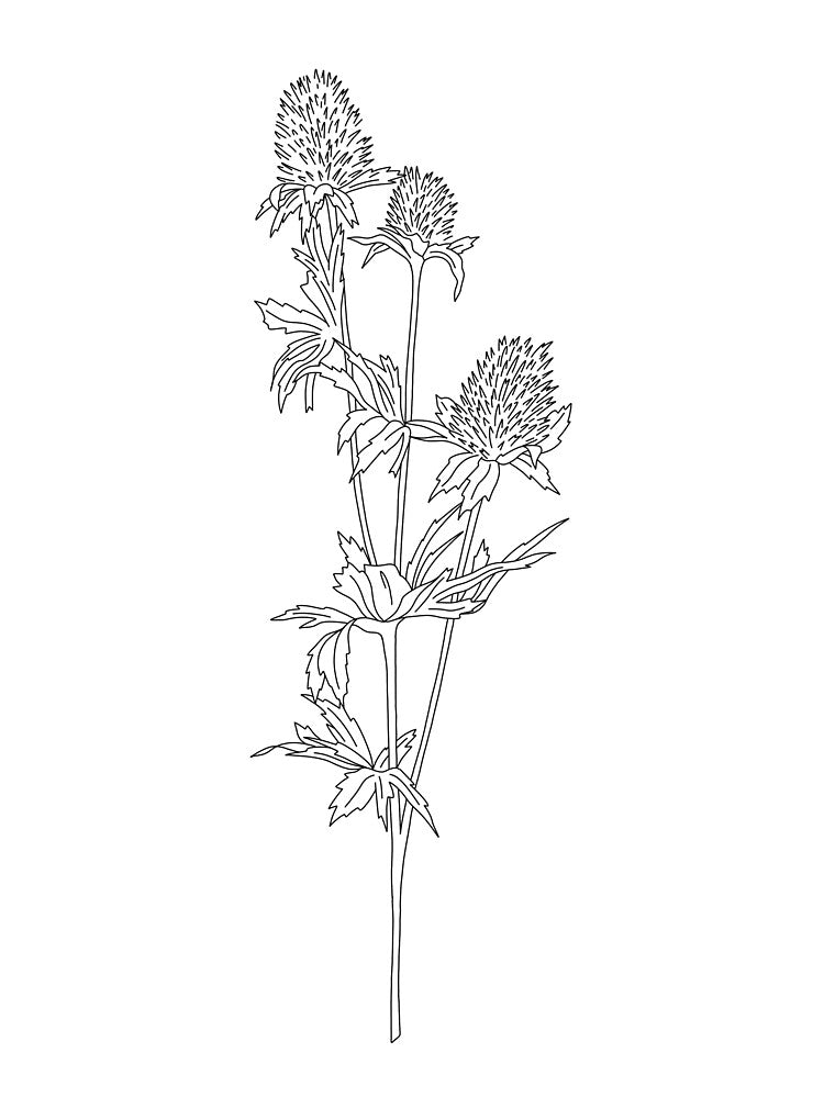Botanical floral illustration - Thistle by TheColourStudy