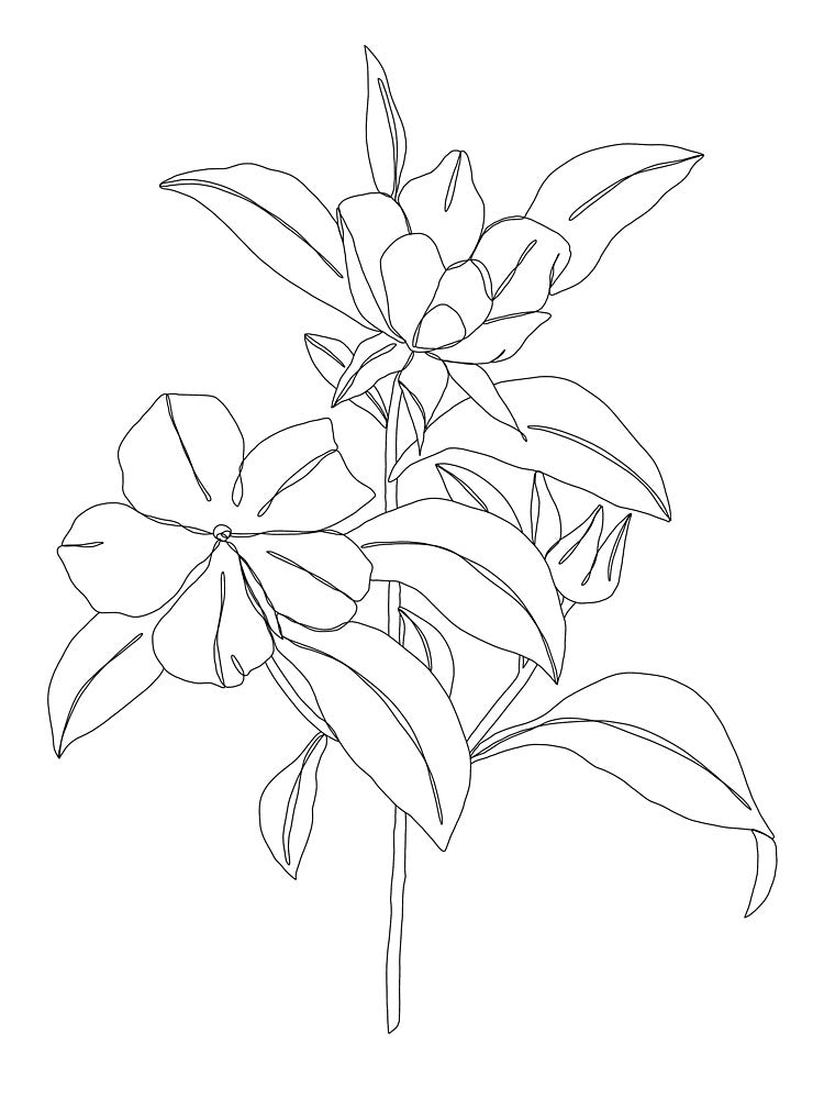 Floral botanical line drawing - Ariel by BotanicalStudy