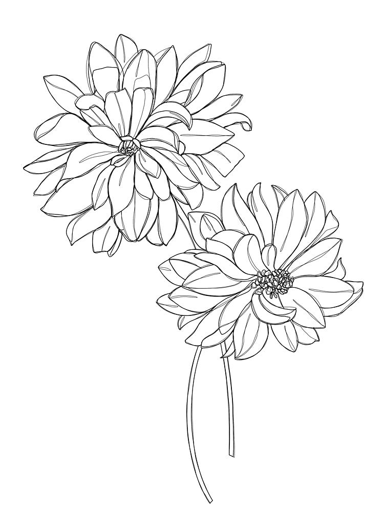 Dahlia floral line drawing illustration by BotanicalStudy