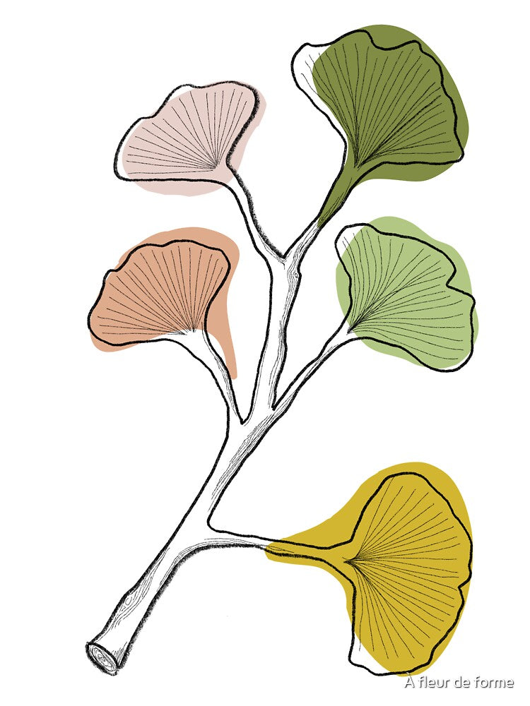 Poetic Ginkgo - minimalist botanical illustration by À fleur de forme