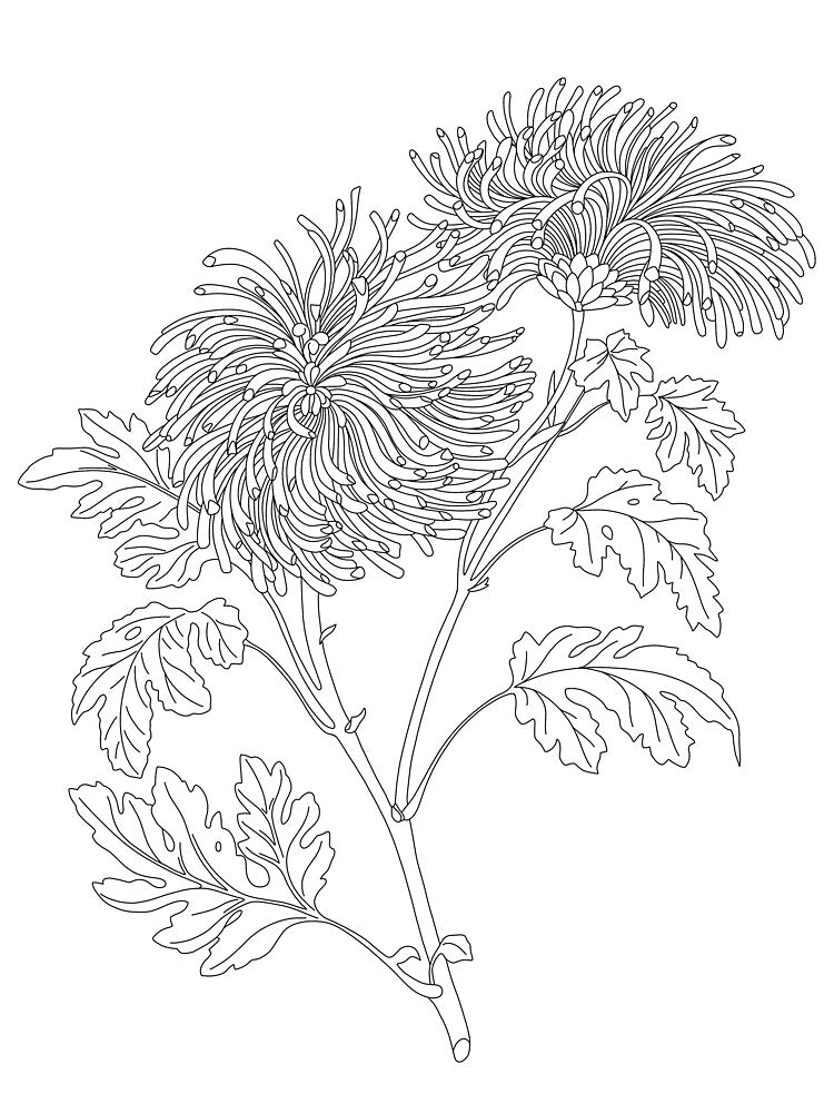 Chrysanthemum floral line drawing illustration - Vanessa by BotanicalStudy
