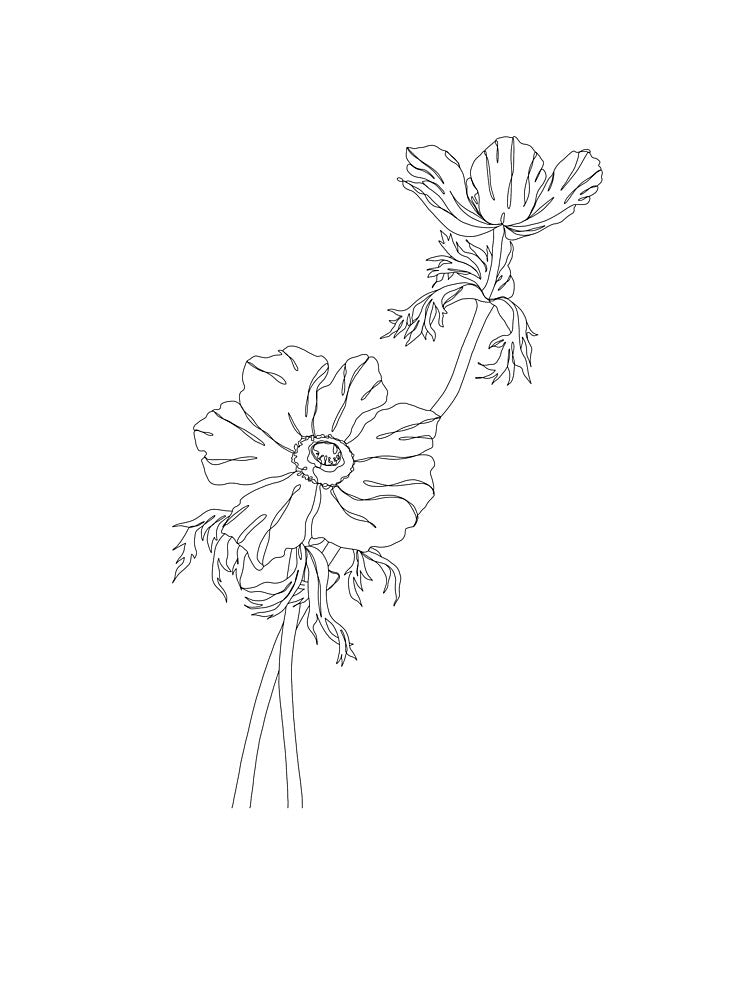 Botanical floral line drawing - Joan by TheColourStudy