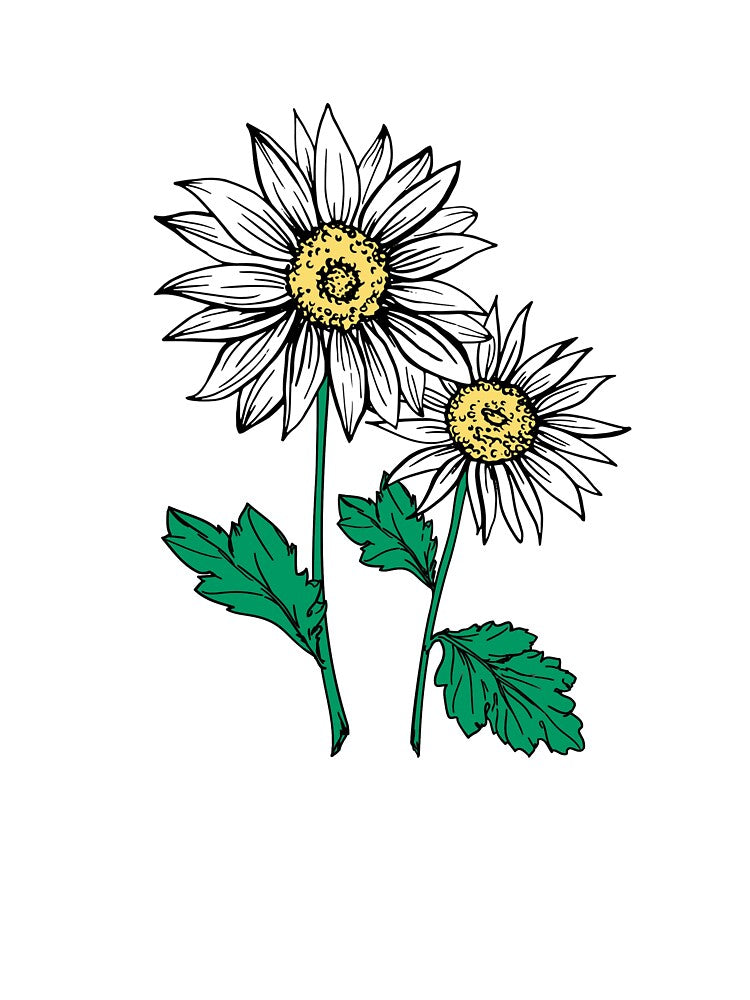 Hand-Drawn Daisies Botanical Art by The secret storage room
