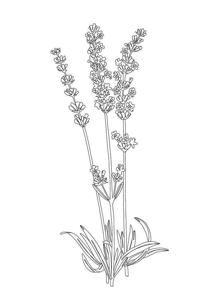 Botanical illustration - Lavender by TheColourStudy